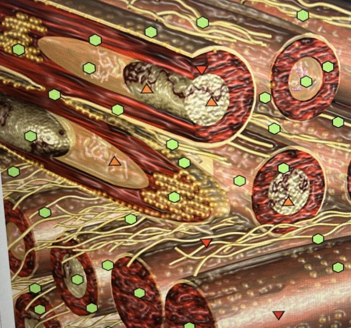 Bildschirmansicht der Well-Analyse: bildhaftes Modell von Muskelzellen mit farbigen Markierungen
